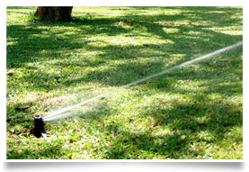 ระบบปริงเกลอร์ (Sprinkler) - บึงฉวาก สหกิจบัณฑิต สุพรรณบุรี